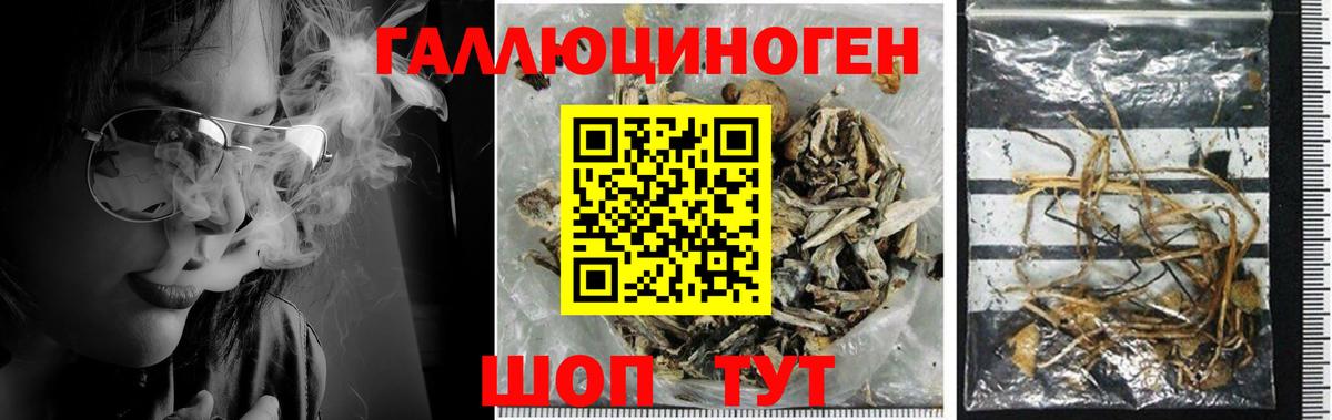 Галлюциногенные грибы мухоморы Кудрово